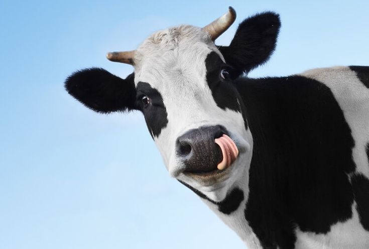 Peternakan Sapi Bintang Lembu