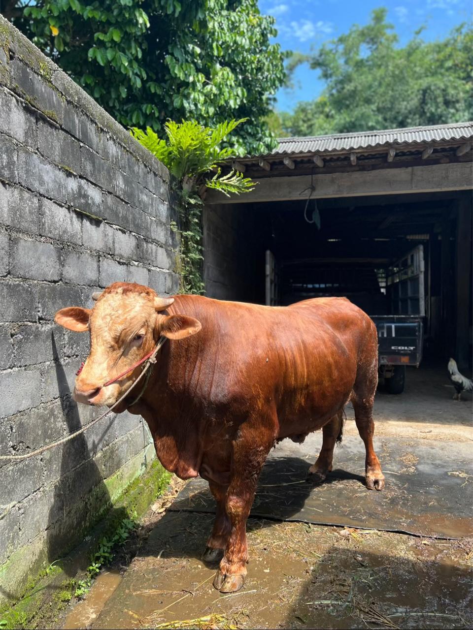 Sapi Limosin